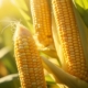 8 benefits of corn to convince you it's a healthy